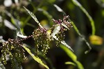 5du29073 - Urtica dioica