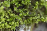 5du29075 - Selaginella selaginoides