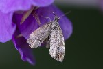5du29086 - Anthophila fabriciana