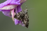 5du29108 - Anthophila fabriciana