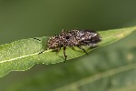 5du29152 - Ontholestes tessellatus