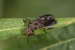 5du29163 - Ontholestes tessellatus