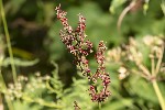 5du29193 - Rumex alpinus