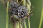 5du29223 - Dolycoris baccarum