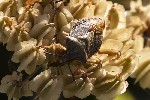 5du29249 - Carpocoris melanocerus