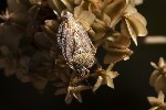 5du29262 - Carpocoris melanocerus