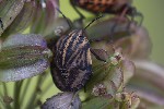 5du29271 - Graphosoma italicum
