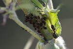 5du29292 - Aphis fabae