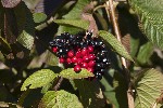 5du29313 - Viburnum lantana