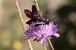 5du29322 - Zygaena filipendulae