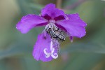 5du29364 - Dexia rustica
