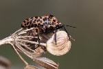 5du29370 - Graphosoma italicum
