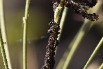 5du29385 - Aphis fabae