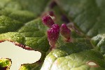 5du29394 - Eriophyes viburni