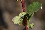 5du29399 - Dasineura berberidis