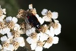 5du29423 - Deraeocoris ruber