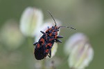 5du29449 - Spilostethus saxatilis