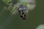 5du29494 - Eurydema oleracea