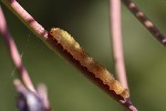 5du29505 - Tenthredo sp.