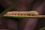 5du29514 - Tenthredo sp.