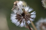 5du29603 - Picris hieracioides