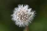 5du29613 - Picris hieracioides