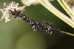 5du29631 - Aphis fabae