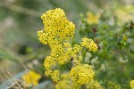 5du29659 - Galium verum