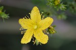 5du29672 - Hypericum maculatum