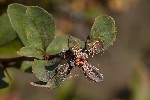 5du29690 - Puccinia graminis