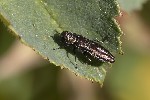 5du29706 - Agrilus sp.