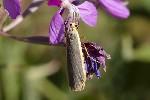 5du29732 - Eilema lurideola