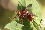 5du29747 - Sicus ferrugineus