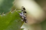 5du29786 - Tephritis conura