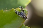 5du29803 - Tephritis conura