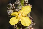 5du29870 - Verbascum lychnitis