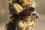 5du29883 - Spilostethus saxatilis