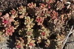 5du29890 - Sedum album