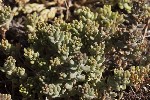 5du29894 - Sedum album