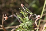 5du29937 - Geranium sanguineum