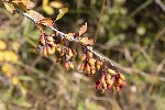 5du29944 - Berberis vulgaris