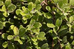 5du29952 - Arctostaphylos uva-ursi