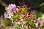 5du29956 - Geranium sanguineum