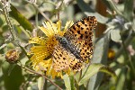5du29963 - Issoria lathonia