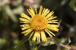 5du29965 - Pentanema salicinum