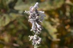 5du29970 - Nepeta nepetella