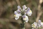 5du29981 - Linaria repens