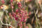5du29987 - Rumex scutatus