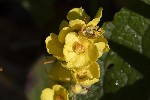 5du30096 - Verbascum thapsus