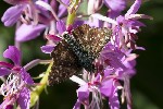 5du30166 - Pyrgus malvoides